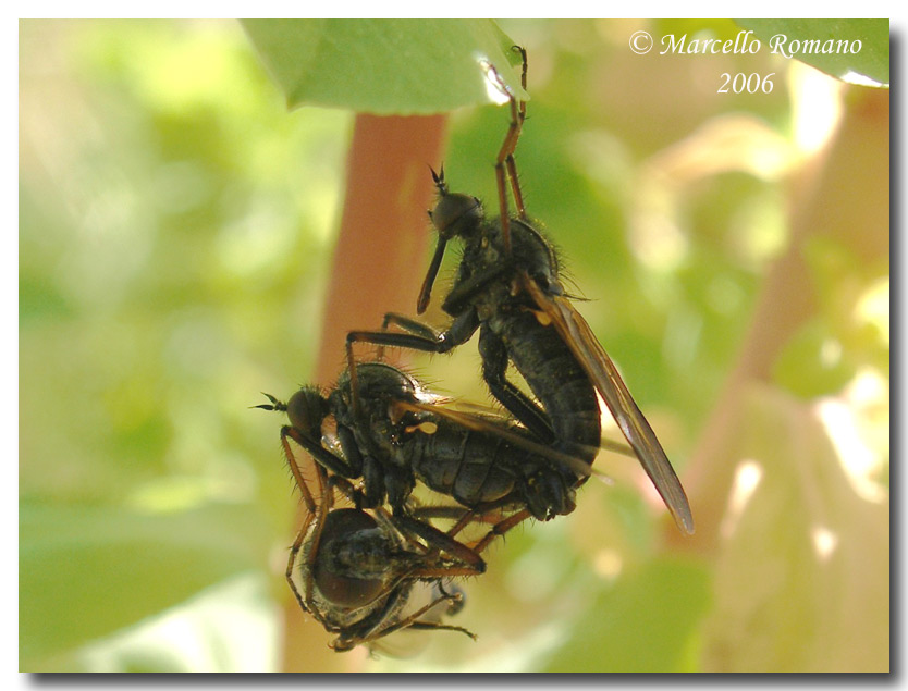 Appetiti...sessuali: Empis tessellata